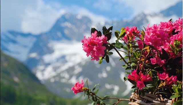Alpenrosenwochen